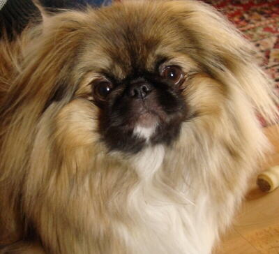 Pekinese Foto vom Hund