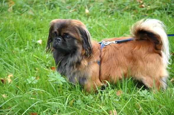 Pekinese Foto von Claudia F.