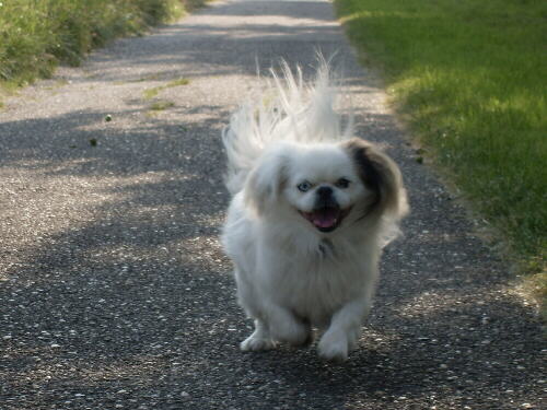 Pekinese Foto 1 von Martina T.