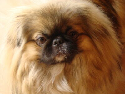 Pekinese Bild der Hunderasse